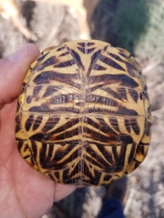 Terrapene ornata