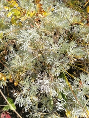 Artemisia sericea