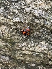 Podisus maculiventris