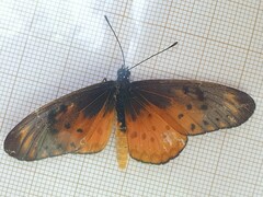Acraea pseudegina