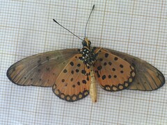 Acraea pseudegina