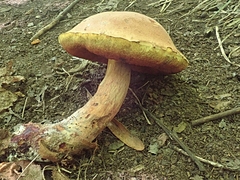 Boletus subluridellus