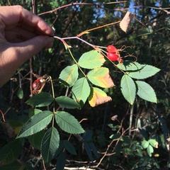 Rosa glauca