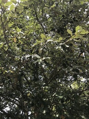 Quercus bicolor