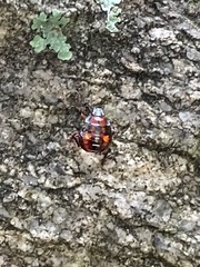 Podisus maculiventris