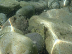 Diplodus sargus