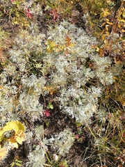 Artemisia sericea