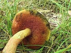 Boletus subluridellus
