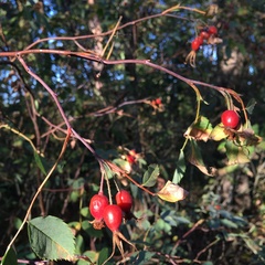 Rosa glauca