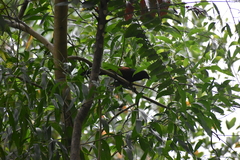Centropus sinensis
