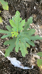 Ficus carica