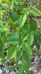 Acalypha ostryifolia