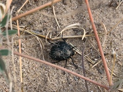 Cysteodemus wislizeni