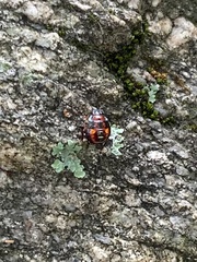 Podisus maculiventris