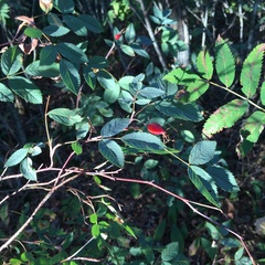 Rosa glauca