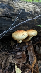 Pholiota squarrosoides