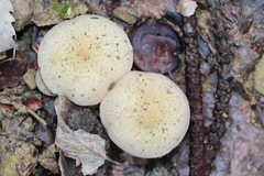 Neolentinus lepideus