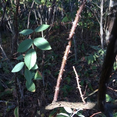 Rosa glauca