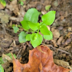 Stellaria apetala