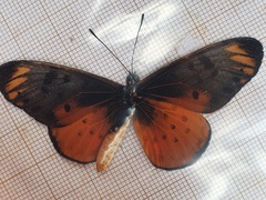 Acraea pseudegina