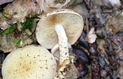 Neolentinus lepideus