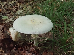 Amanita multisquamosa