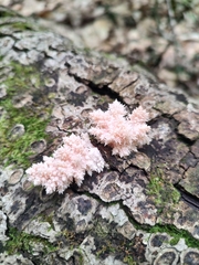 Hericium coralloides