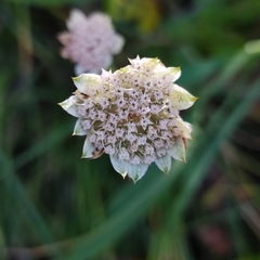 Astrantia maxima