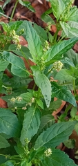 Mercurialis annua