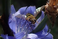Syrphus ribesii