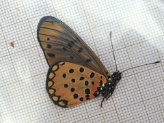 Acraea pseudegina