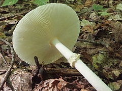 Amanita multisquamosa