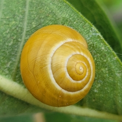 Cepaea nemoralis