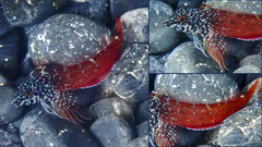 Tripterygion melanurus