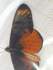 Acraea pseudegina
