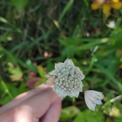 Astrantia maxima