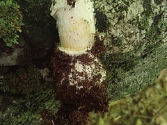 Amanita multisquamosa
