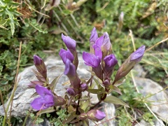 Gentianella campestris