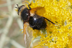 Tachinini