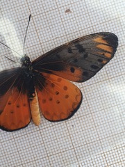 Acraea pseudegina