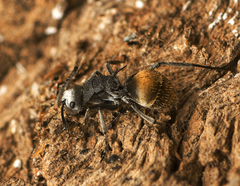 Polyrhachis senilis