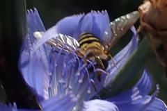 Syrphus ribesii