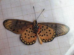 Acraea pseudegina