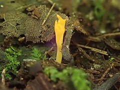 Clavariaceae