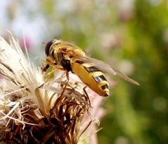 Syrphus ribesii