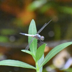 Brachydiplax chalybea