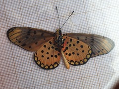 Acraea pseudegina