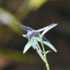 Brachydiplax chalybea