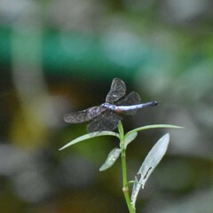 Brachydiplax chalybea