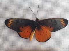 Acraea pseudegina